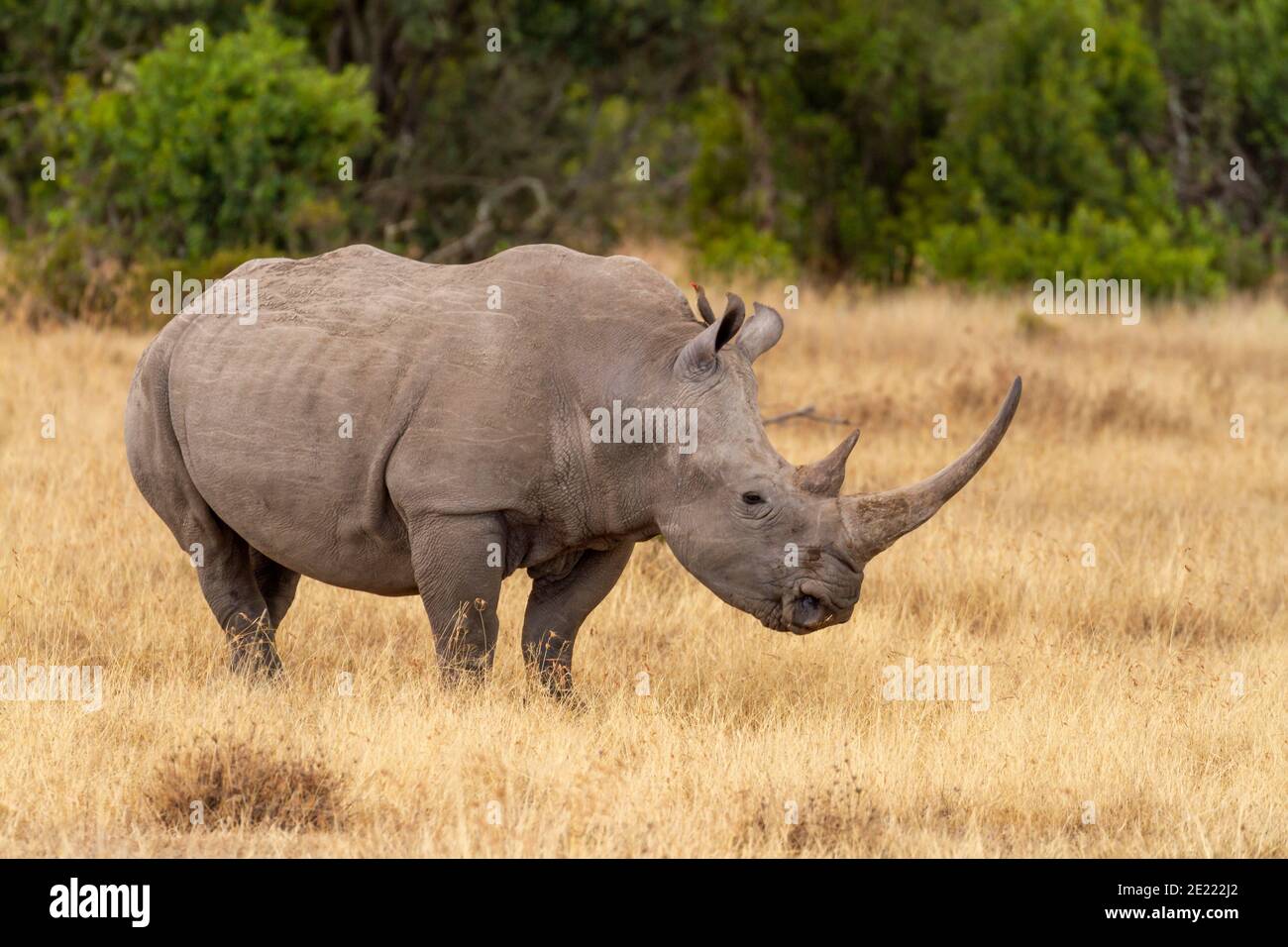 Southern white rhinoceros (Ceratotherium sinum simum) side profile of horns, Ol Pejeta Conservancy, Kenya, Africa. Square-lipped near threatened rhino Stock Photo