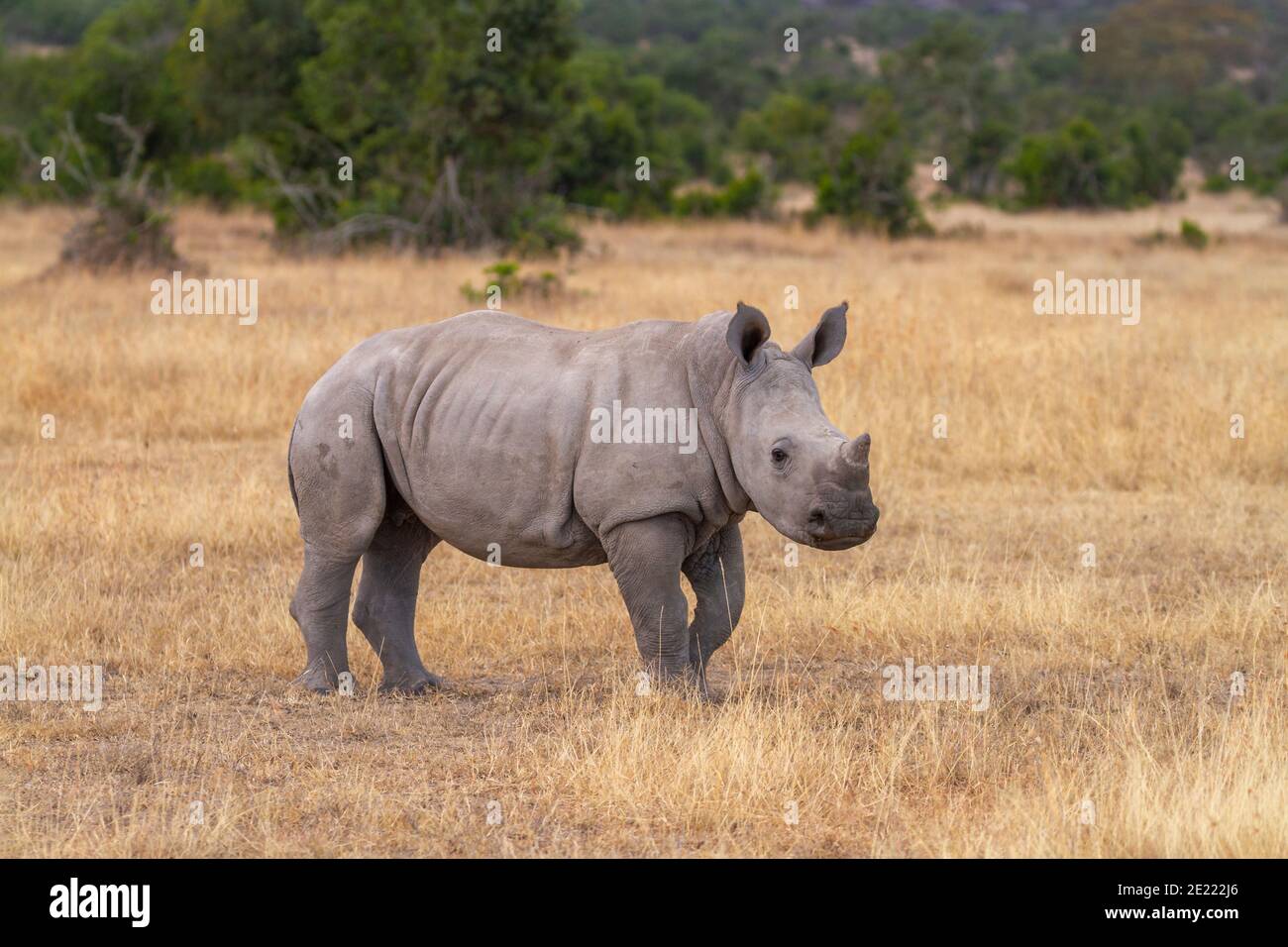 Southern white rhinoceros calf (Ceratotherium simum) in Ol Pejeta Conservancy, Kenya, Africa. Also Square-lipped rhino, cute baby animal Stock Photo