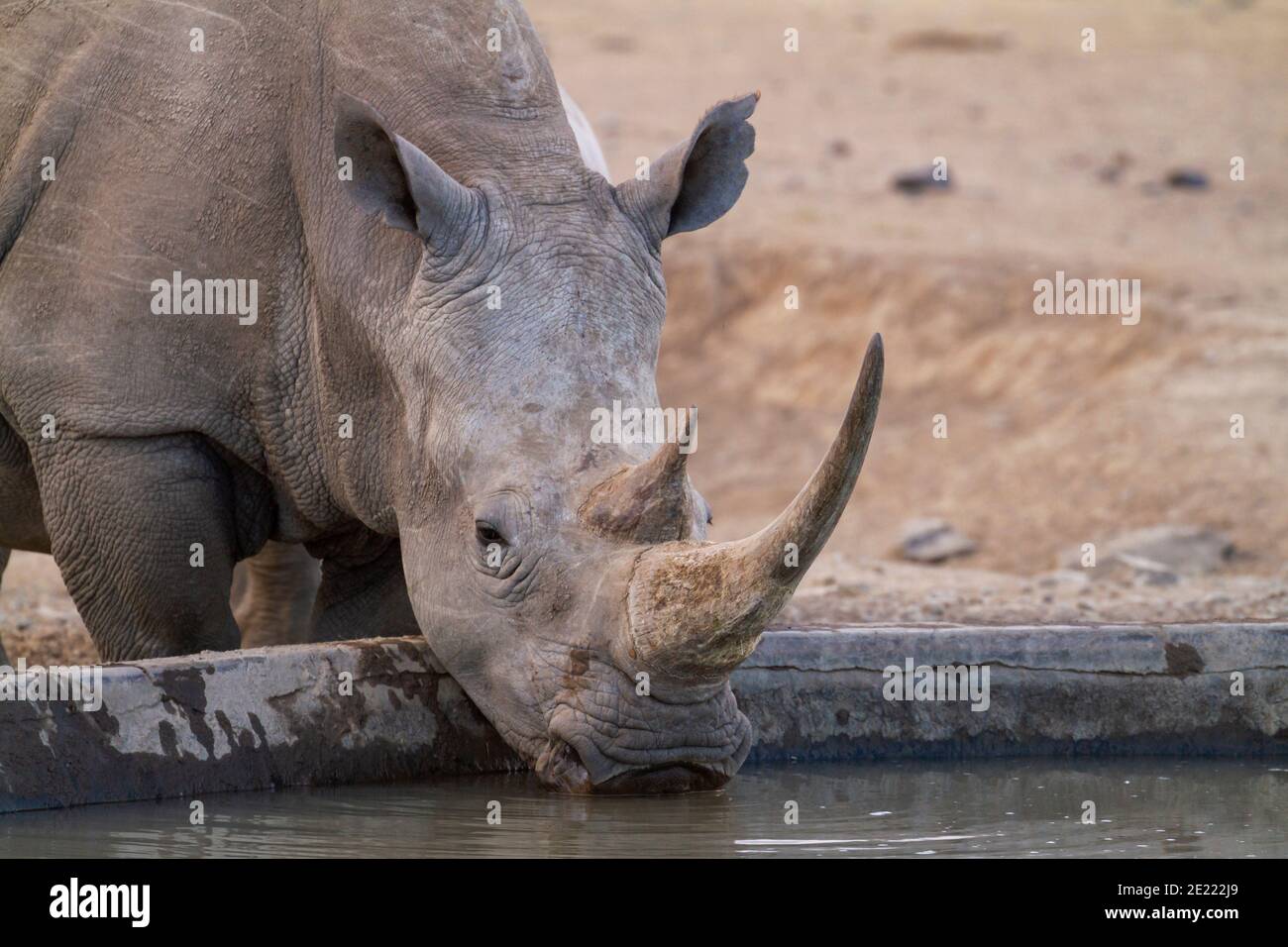 Southern white rhinoceros (Ceratotherium simum) drinks at water trough in Ol Pejeta Conservancy, Kenya, Africa. Wildlife seen on safari holiday Stock Photo