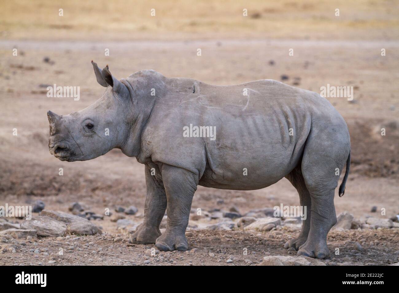 Southern white rhinoceros calf (Ceratotherium simum) in Ol Pejeta Conservancy, Kenya, Africa. Near threatened species also called Square-lipped rhino Stock Photo