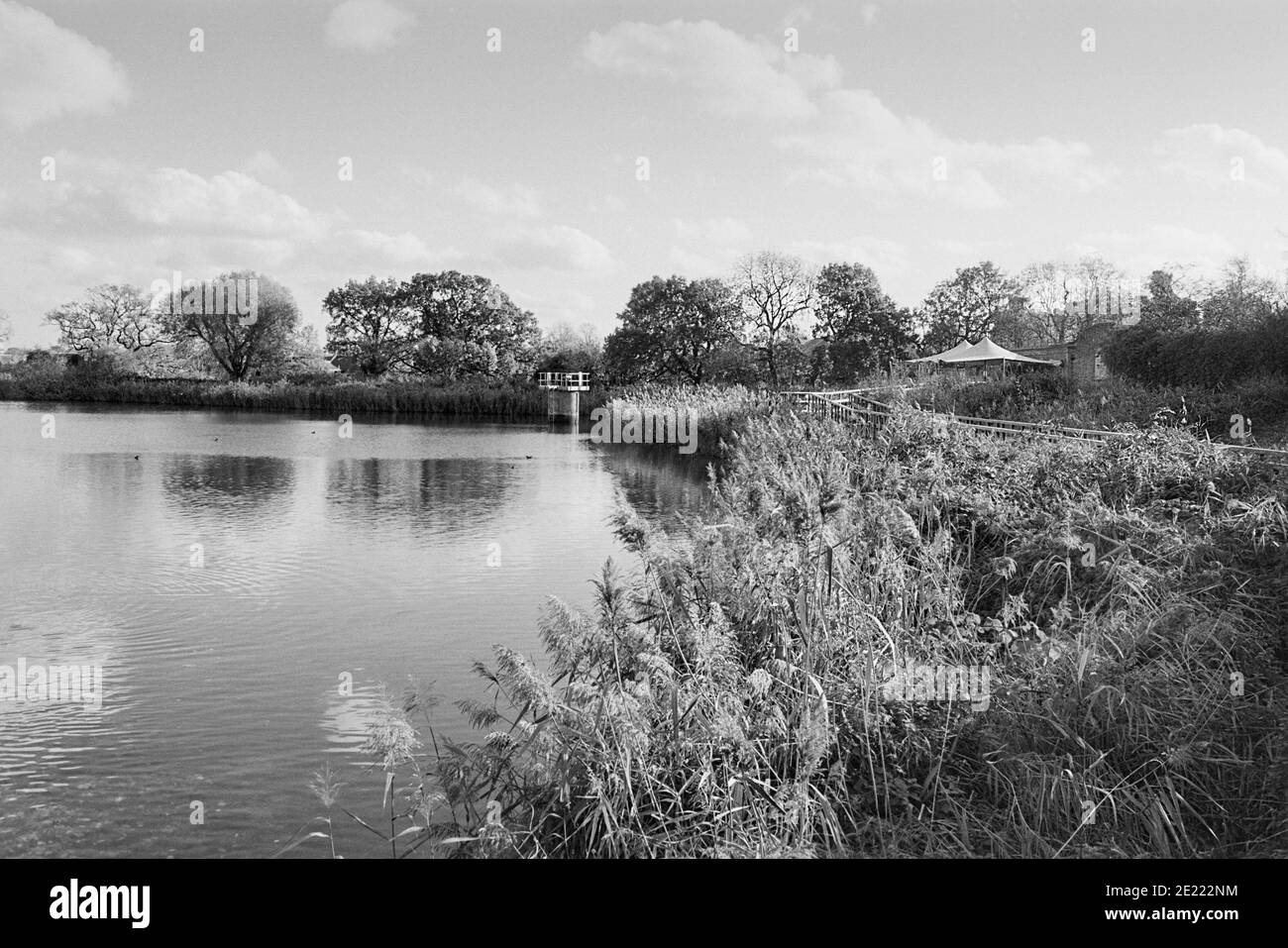 Reservoir and reedbeds at Woodberry Wetlands nature reserve, Woodberry Down, North London UK Stock Photo
