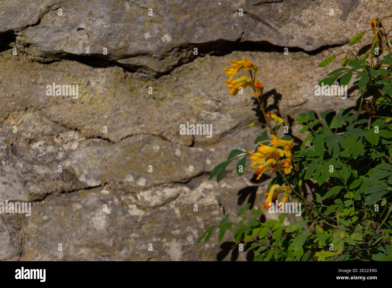 Close up of yellow corydalis growing in a natural stone wall, also called Pseudofumaria lutea, with copy space Stock Photo