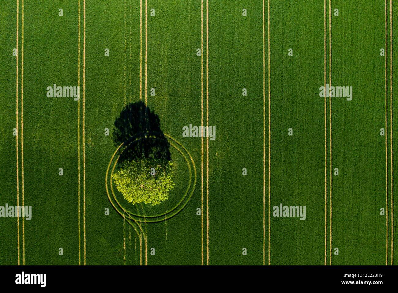 wonderful view from above on lonely tree in a green field, perfect afternoon light, shadows and colors Stock Photo
