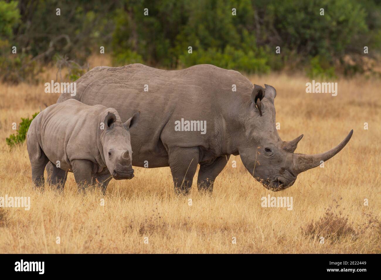 Southern white rhinoceros cow and calf (Ceratotherium simum) in Ol Pejeta Conservancy, Kenya, Africa. Near threatened species, cute baby animal Stock Photo