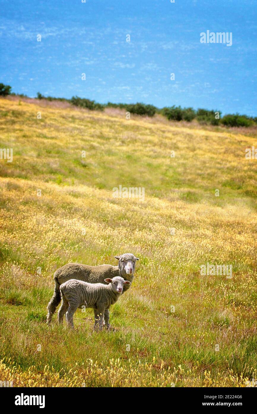 Mother sheep and lambs grazing in a field near lake Tekapo, New Zealand Stock Photo