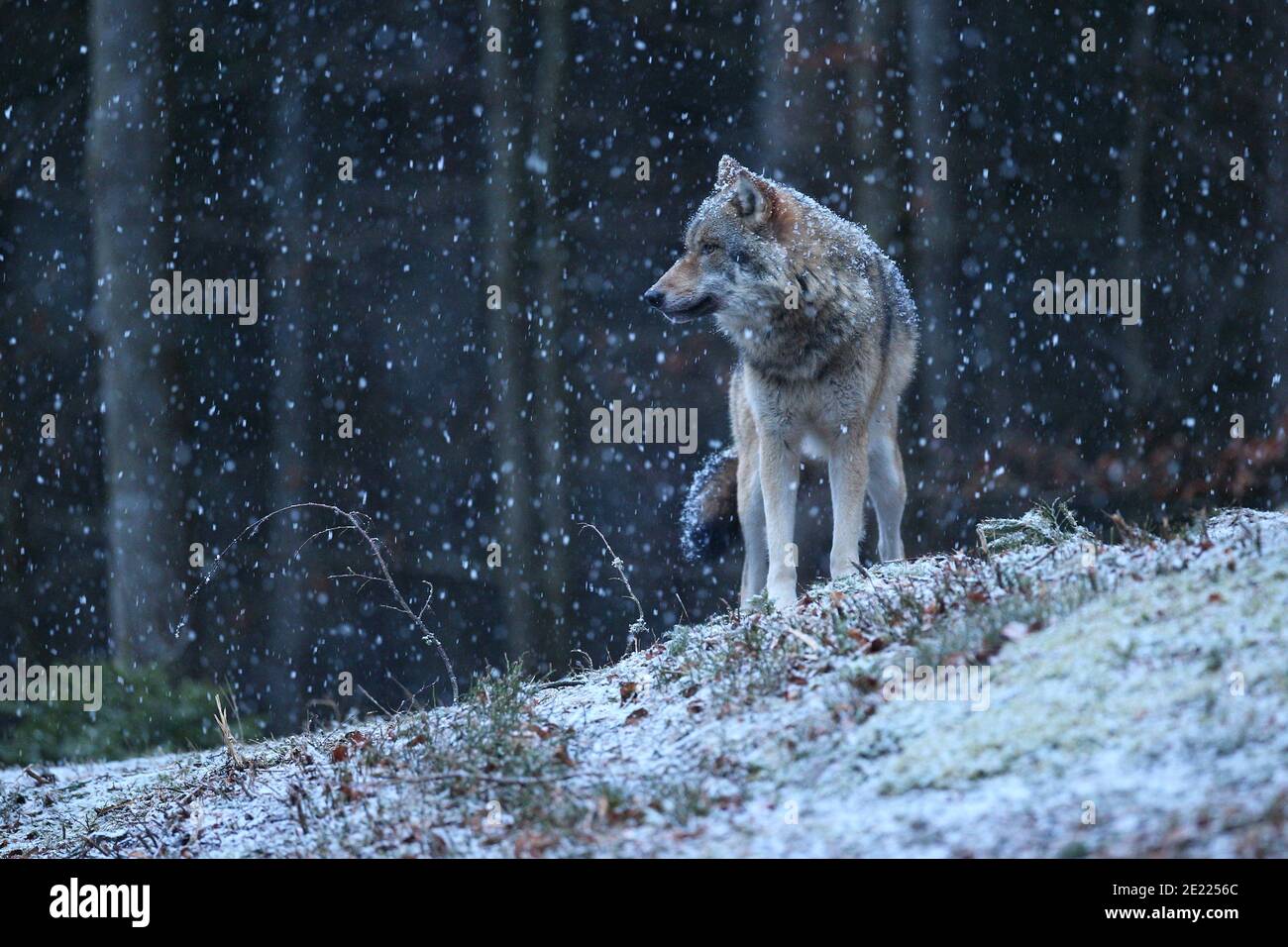 Eurasian wolf in the winter snow fall Stock Photo - Alamy
