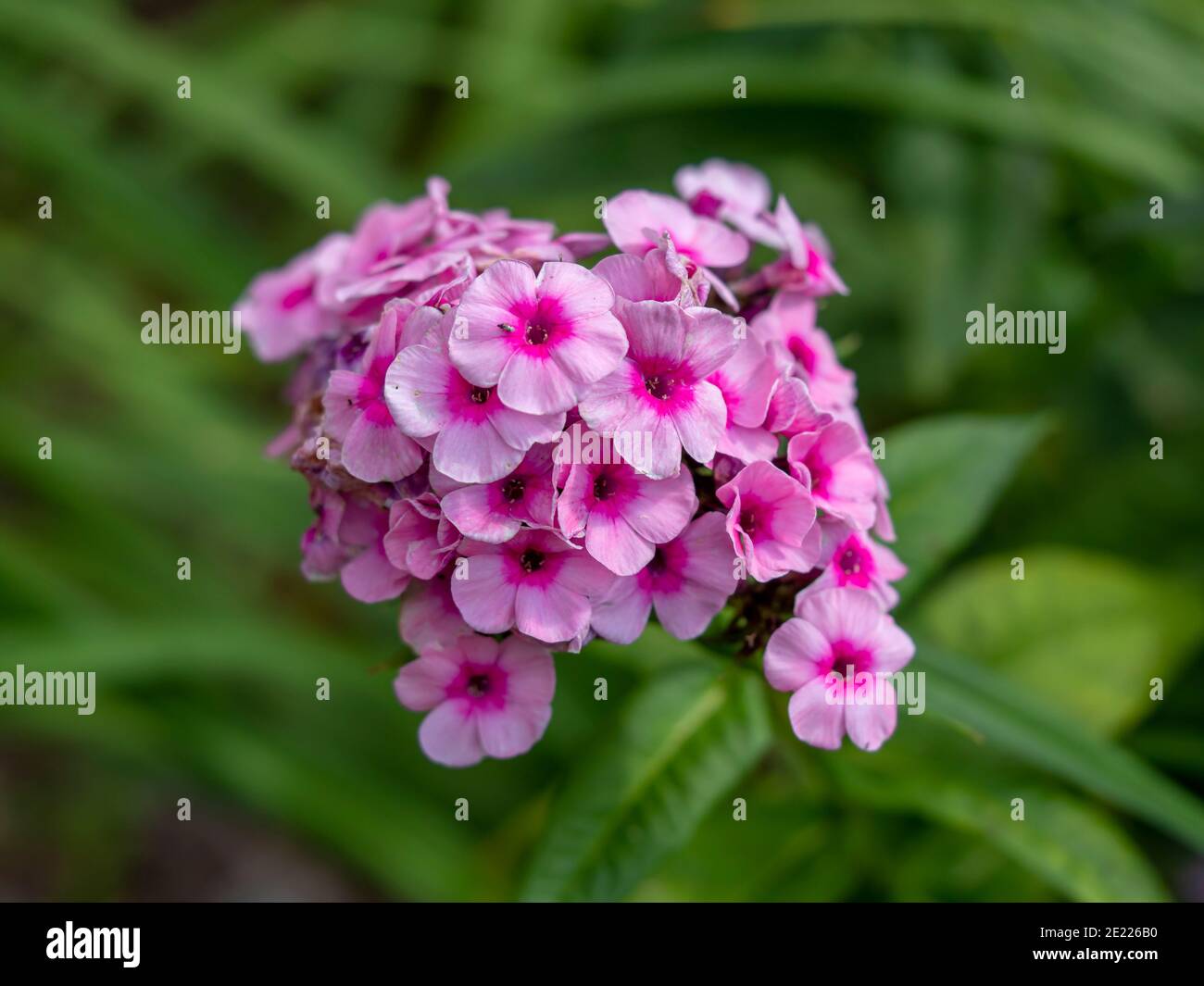 Closeup of a cluster of pretty pink Phlox paniculata flowers in a garden Stock Photo
