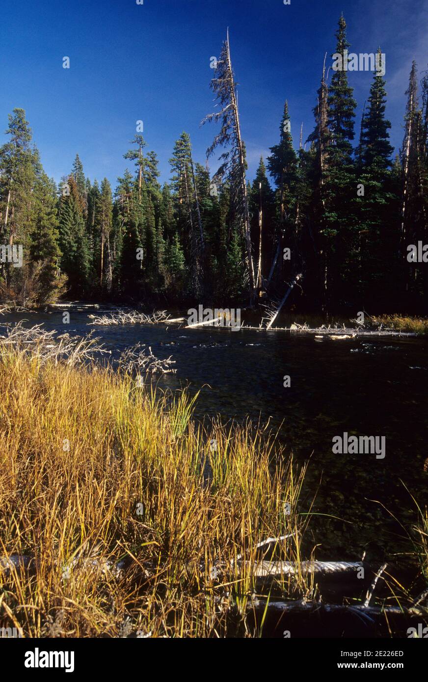 Deschutes River at Miles Camp, Cascades Lake National Scenic Byway, Deschutes National Forest