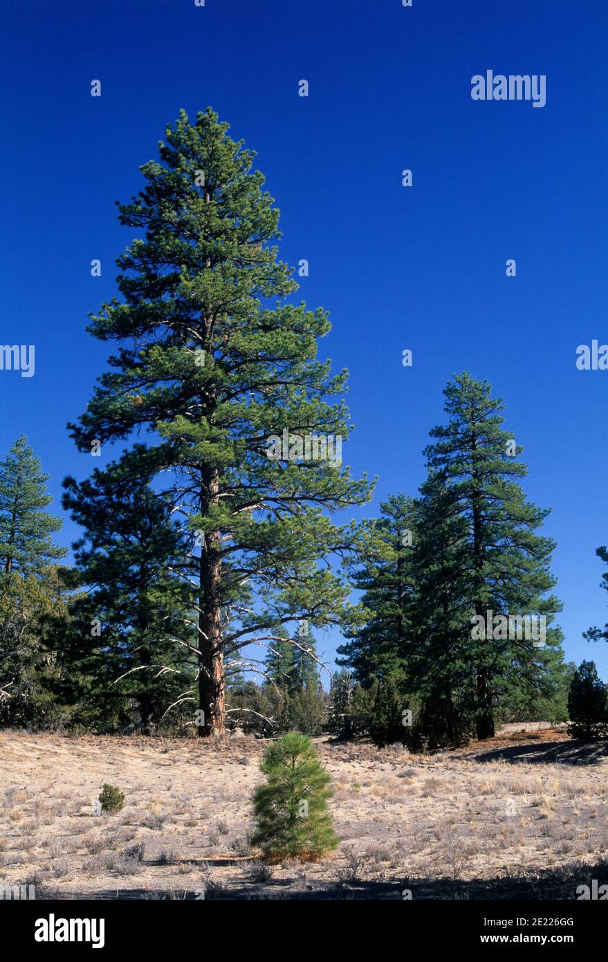 Lost christmas hires stock photography and images Alamy