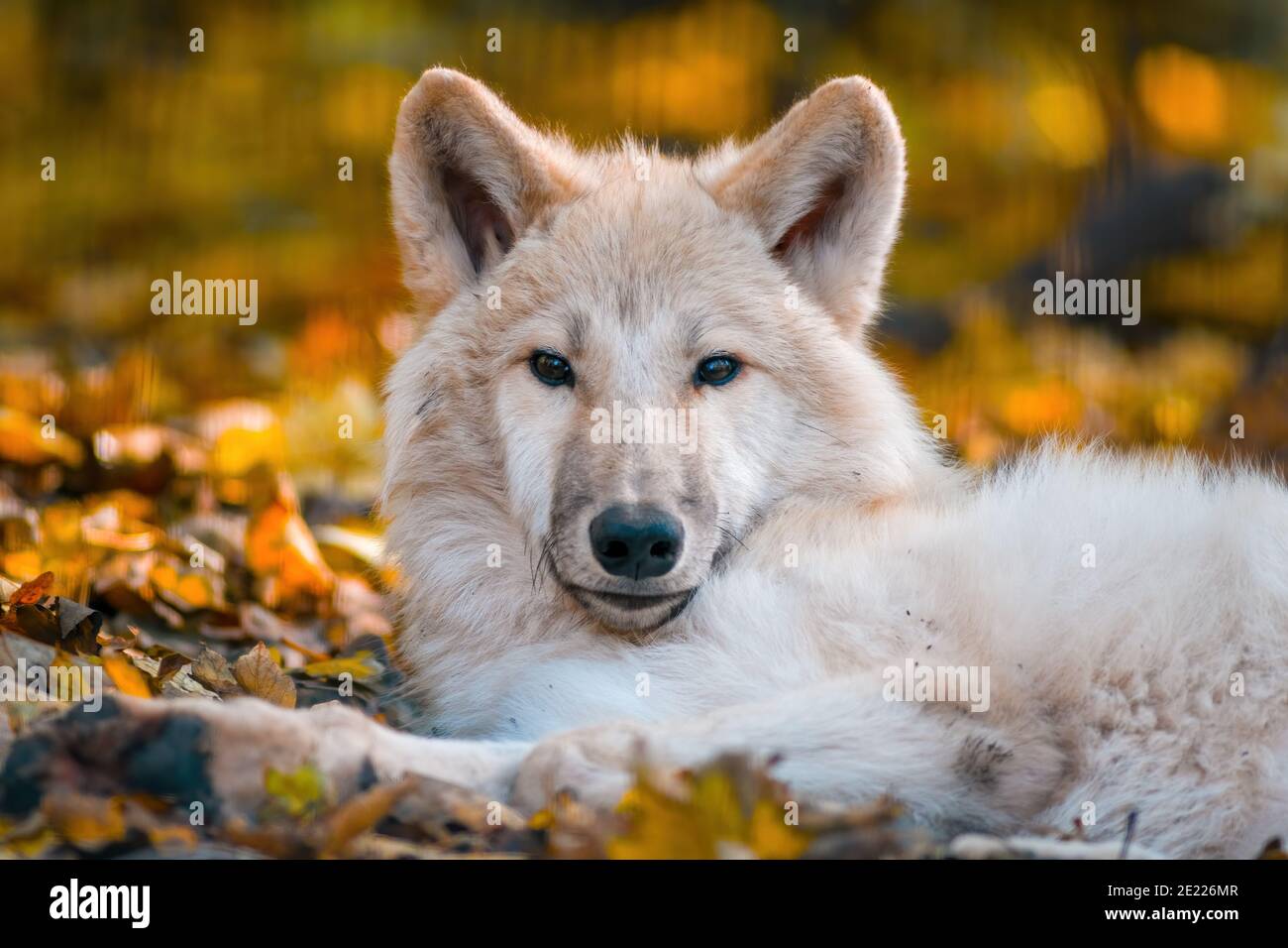 A white arctic polar wolf in Zoo Koethen Saxony Anhalt Germany Stock Photo