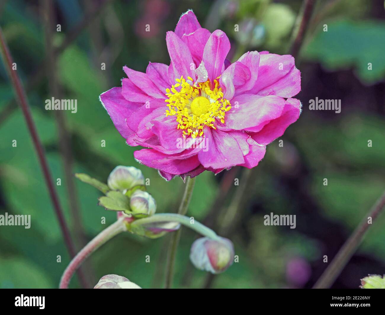Closeup of a beautiful pink anemone flower and buds in a garden Stock Photo