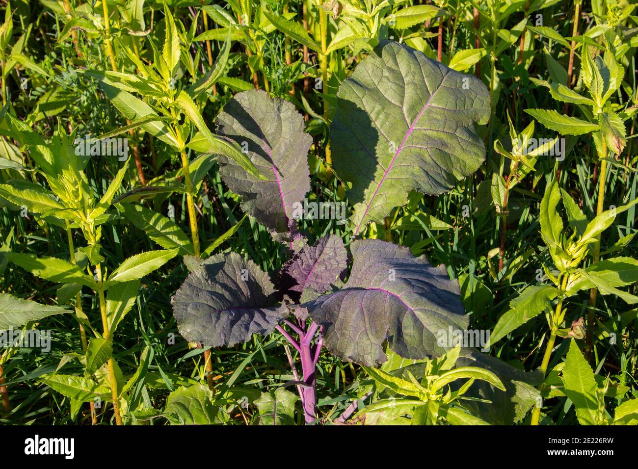 Purple leaf mustard plant growing in a field with other plants, also called Brassica juncea, Korean red mustard or Japanese giant red mustard Stock Photo