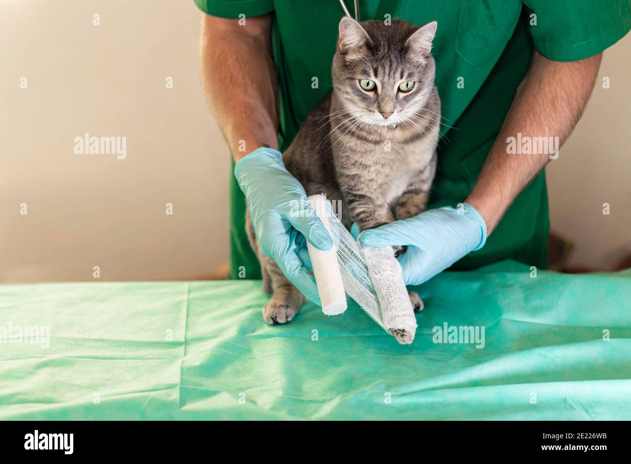 Sad grey cat with broken leg at vet surgery. Male doctor veterinarian