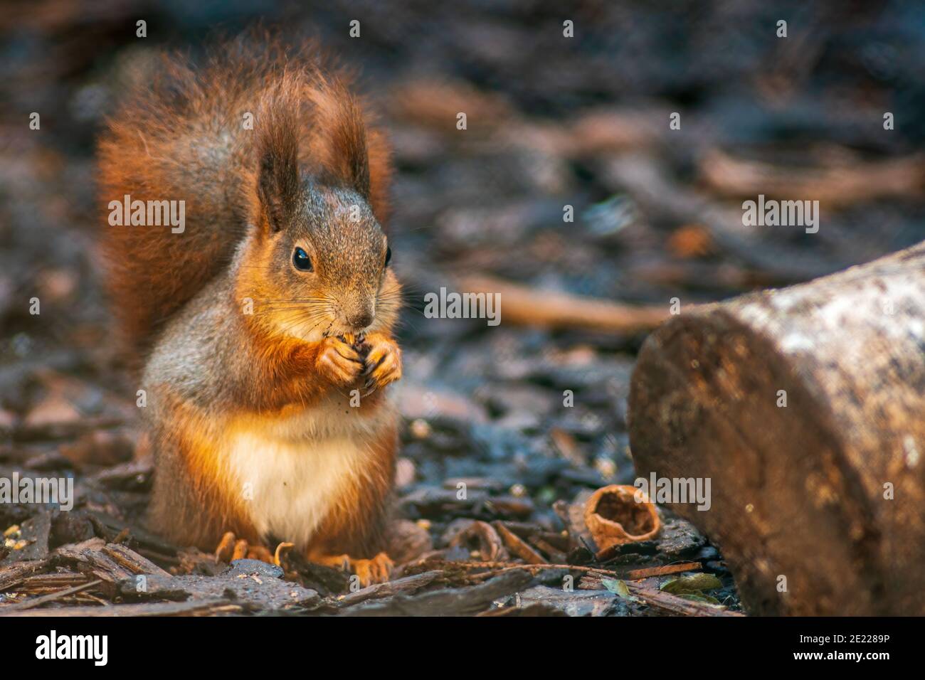 a red squirrel sits on a tree in the forest and eats Stock Photo