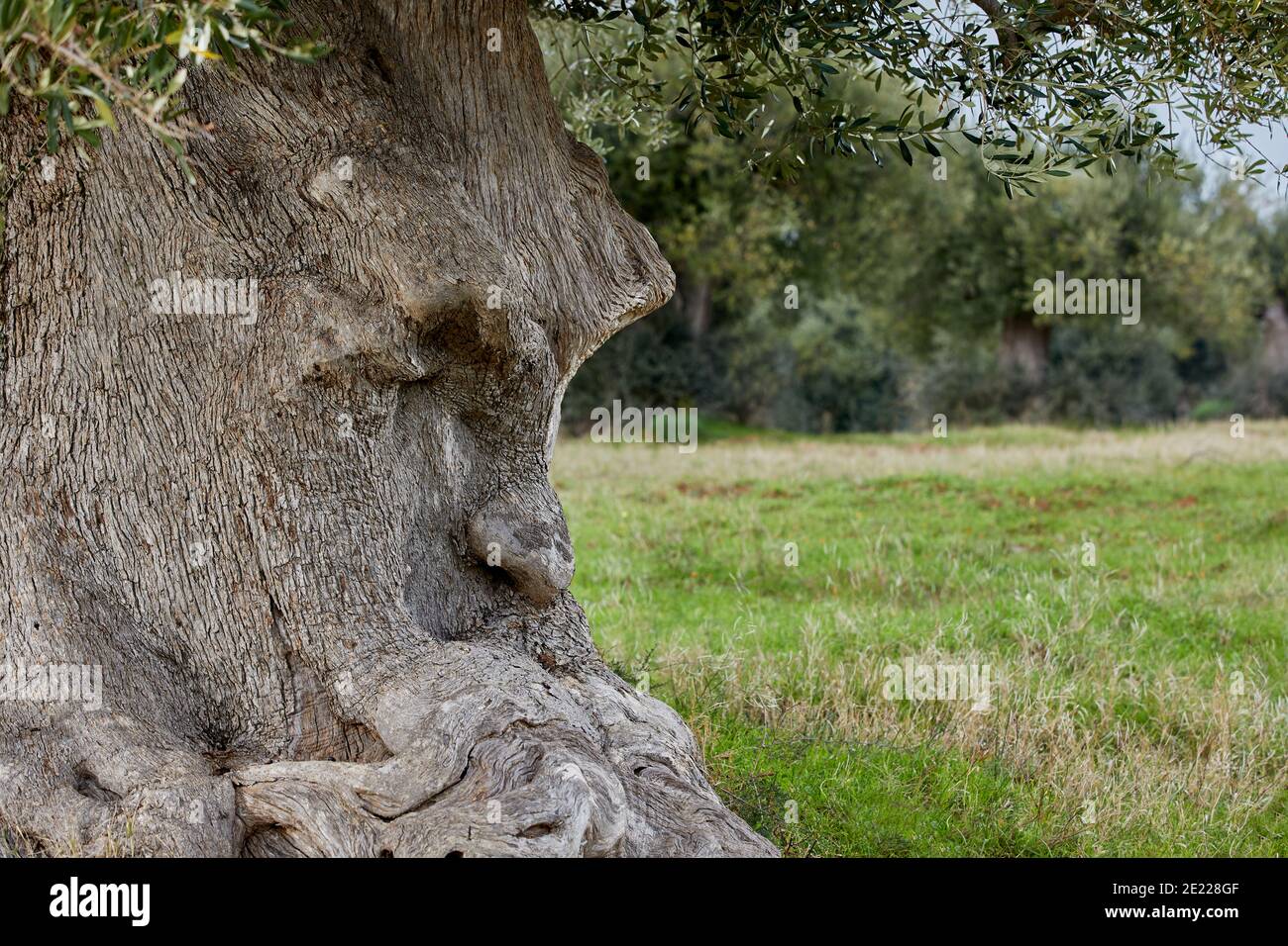 Albero Pensante Hi res Stock Photography And Images Alamy Albero Pensante Hi res Stock Photography And Images Alamy
