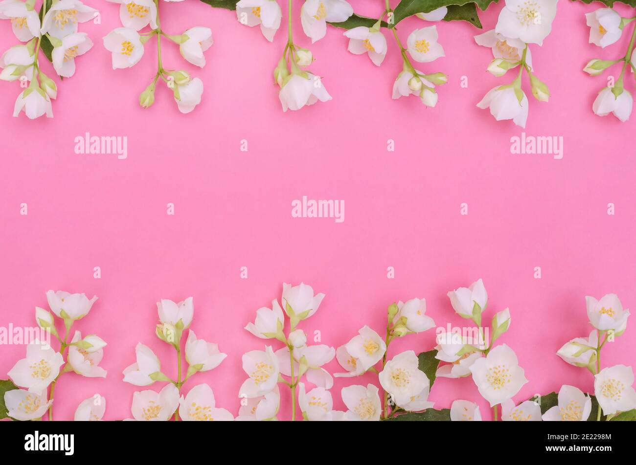 Jasmine flower background flat hi-res stock photography and images - Page 4 - Alamy Jasmine flower background flat hi-res stock photography and images - Page 4 - Alamy