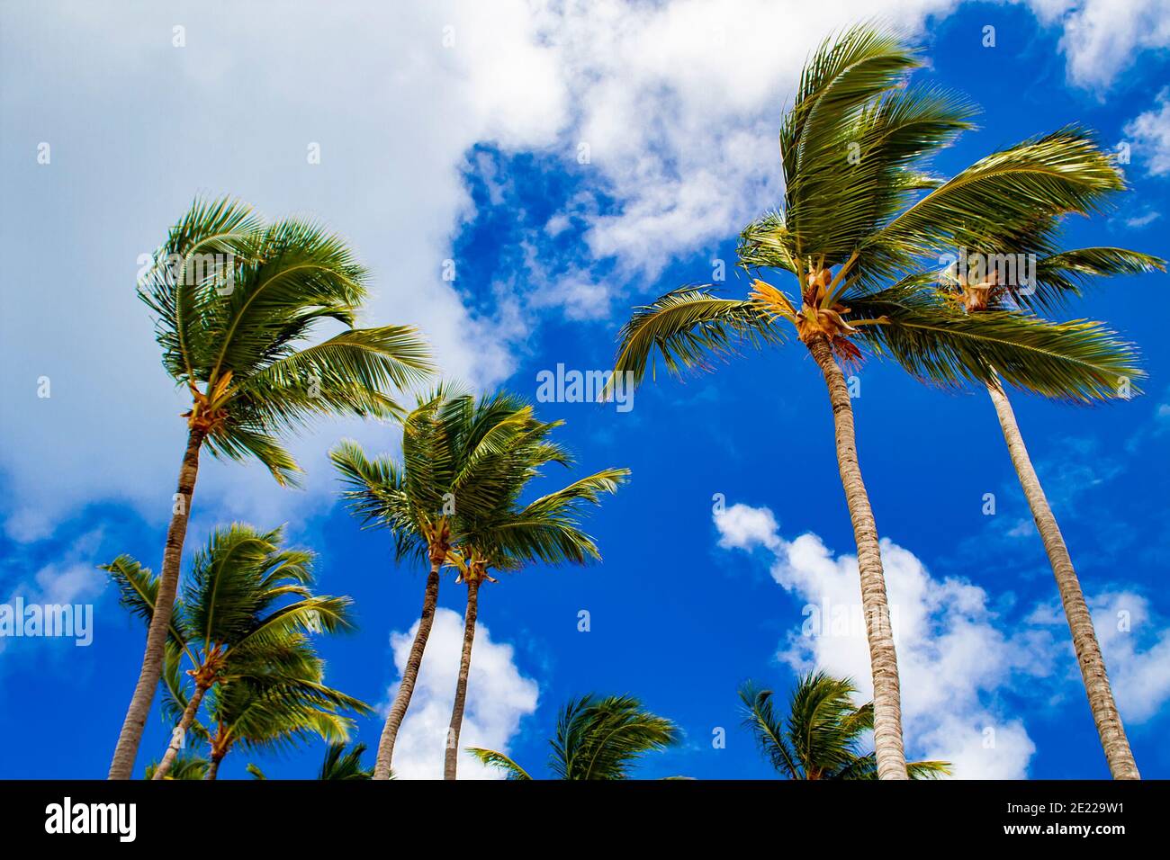 Strong winds sway palm trees on the Caribbean sea Stock Photo Alamy