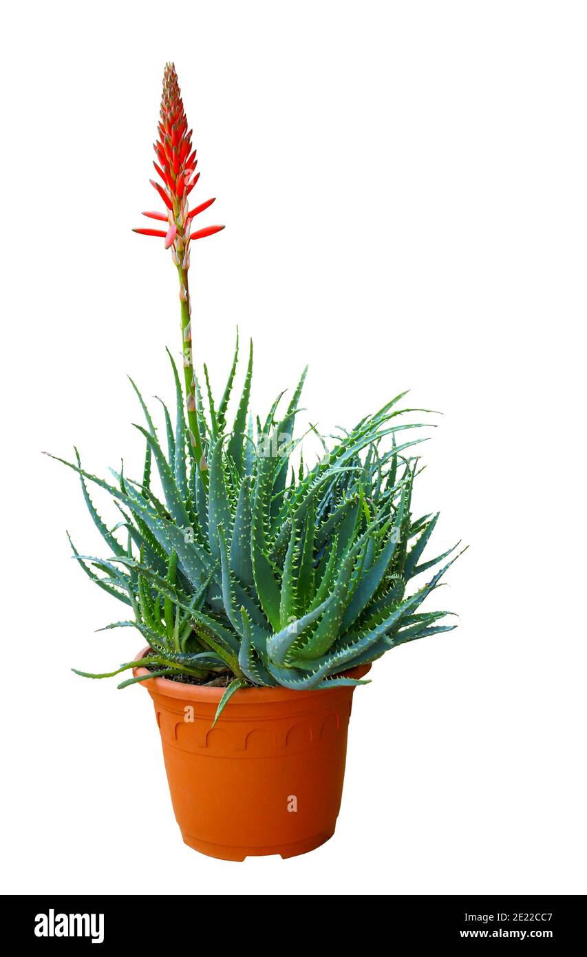 Aloe vera plant in pot topped with its red flower and isolated on white  background Stock Photo - Alamy