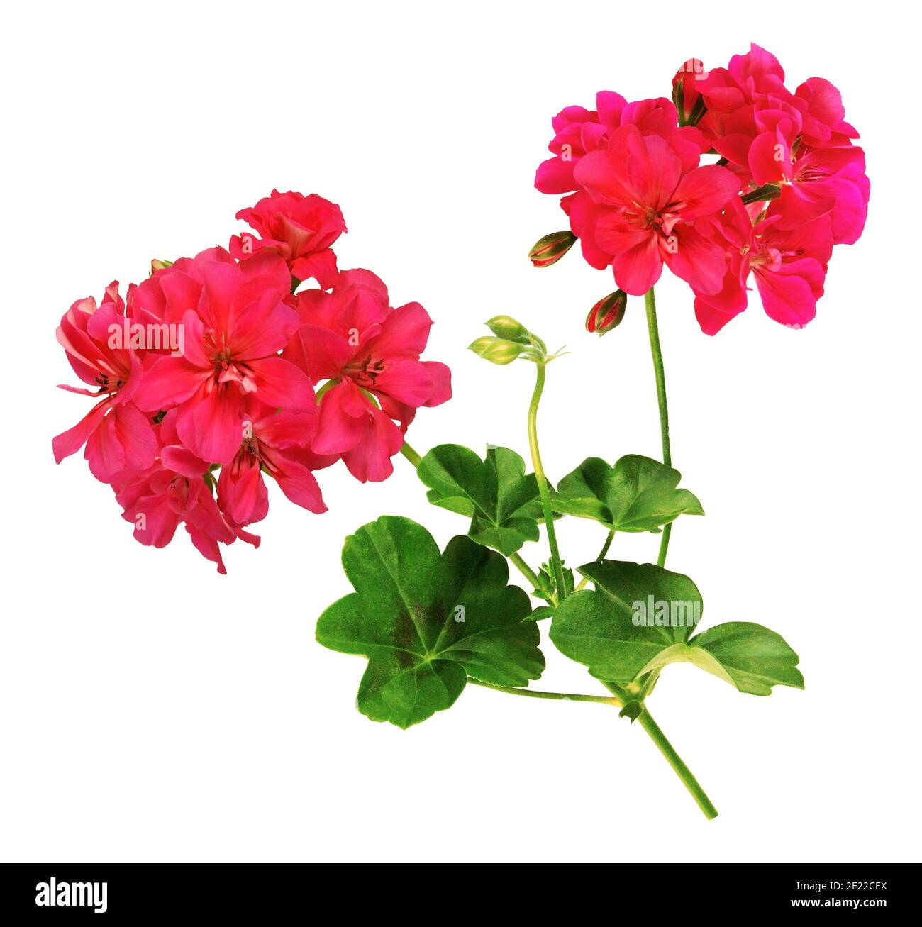 Branch of red geranium, isolated on white background. Stock Photo