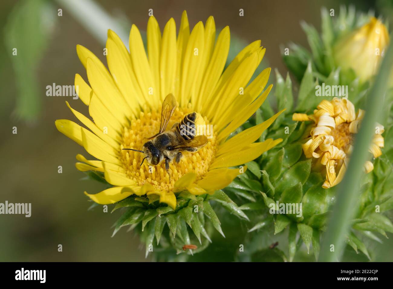 Saw-Leaf Daisy with Leaf-cutter bee Stock Photo