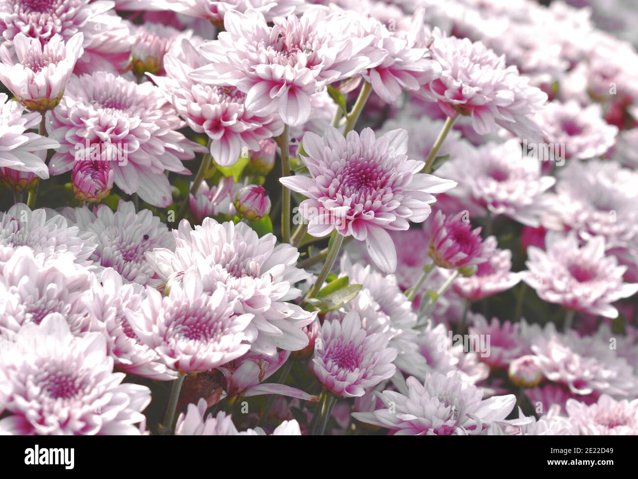 Breeding chrysanthemum hi-res stock photography and images - Alamy