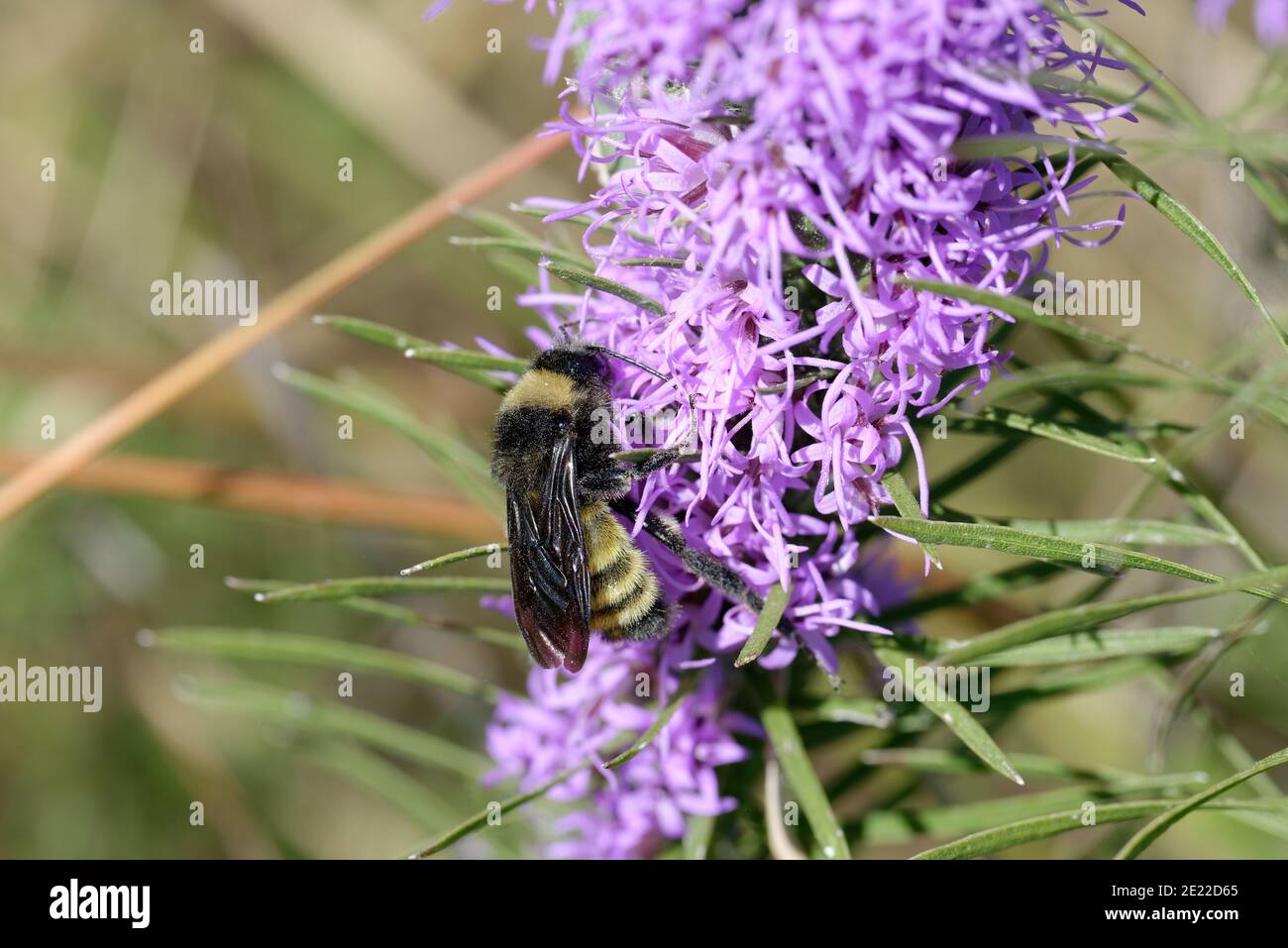 Gayfeather with Bumblebee Stock Photo