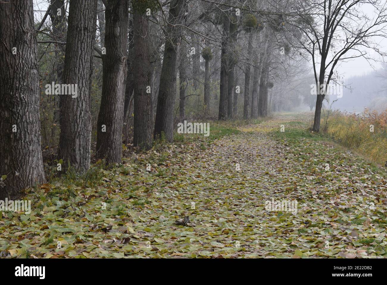 Pathway in a park covered in leaves and trees on a foggy Stock Photo ...