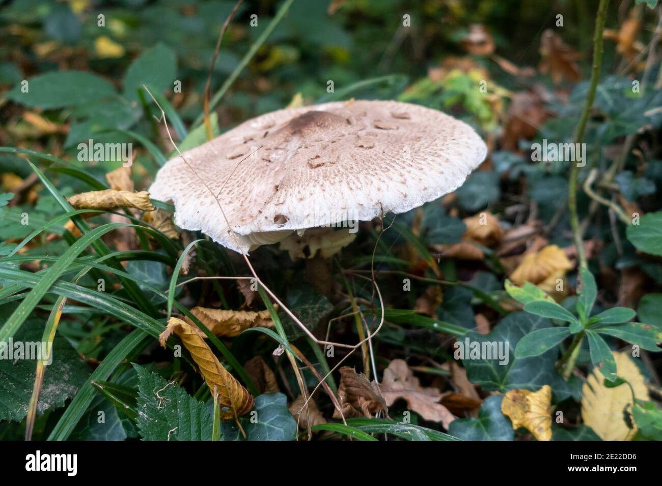 Parasol mushroom, East Sussex, UK Stock Photo