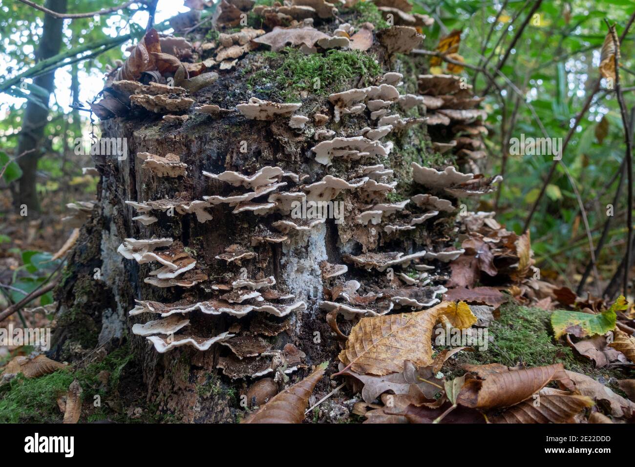 Turkey tail (Trametes versicolor) fungus growing on a rotting tree stump, Sussex, UK Stock Photo