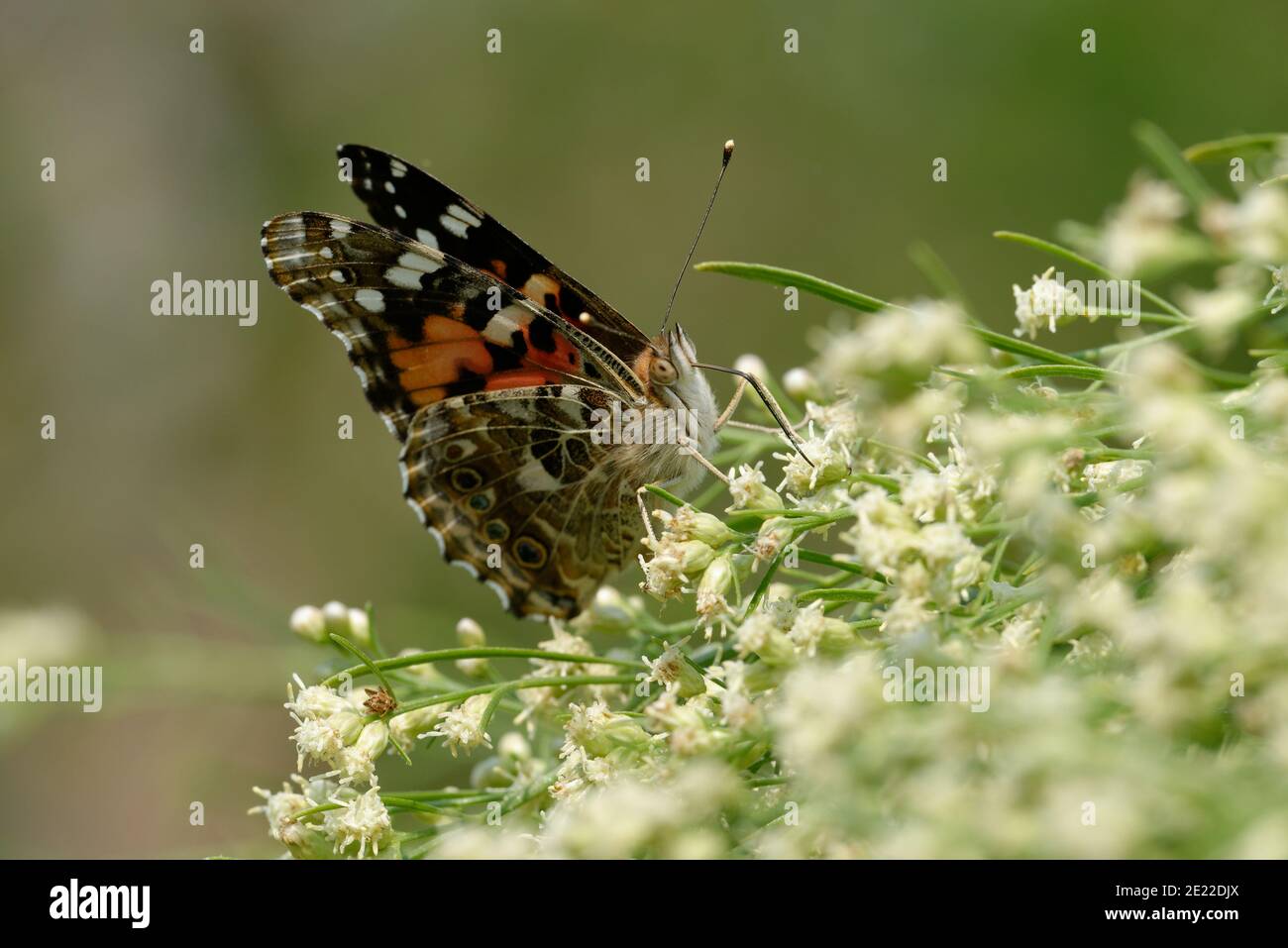 Red Admiral Butterfly Stock Photo