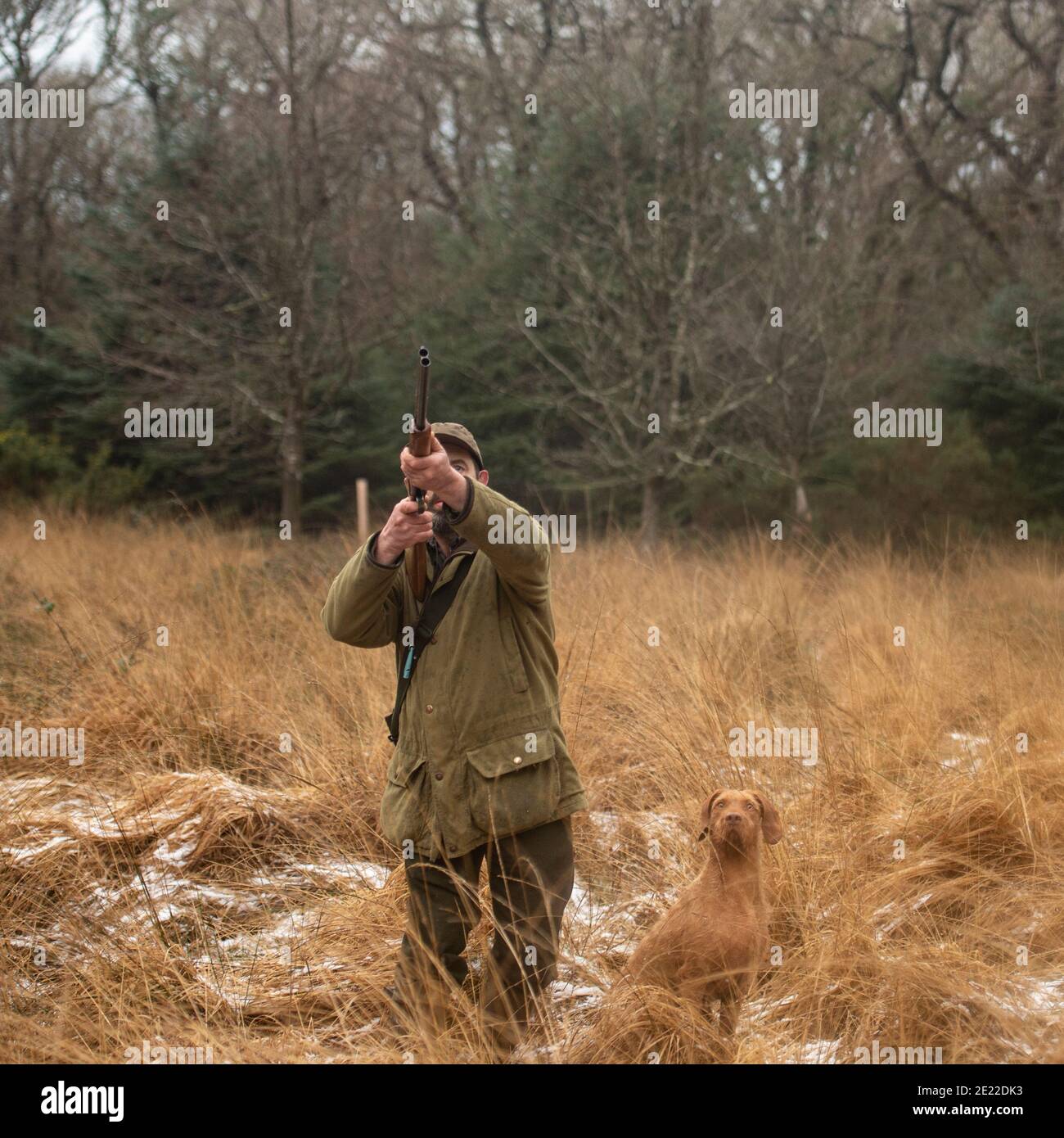 hunter and his gundog on a woodcock shoot Stock Photo