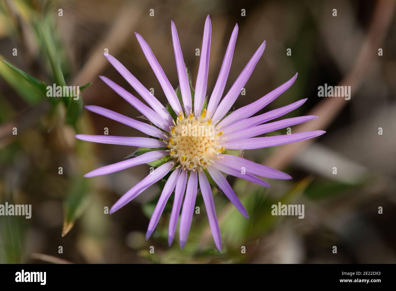 Fall aster Stock Photo