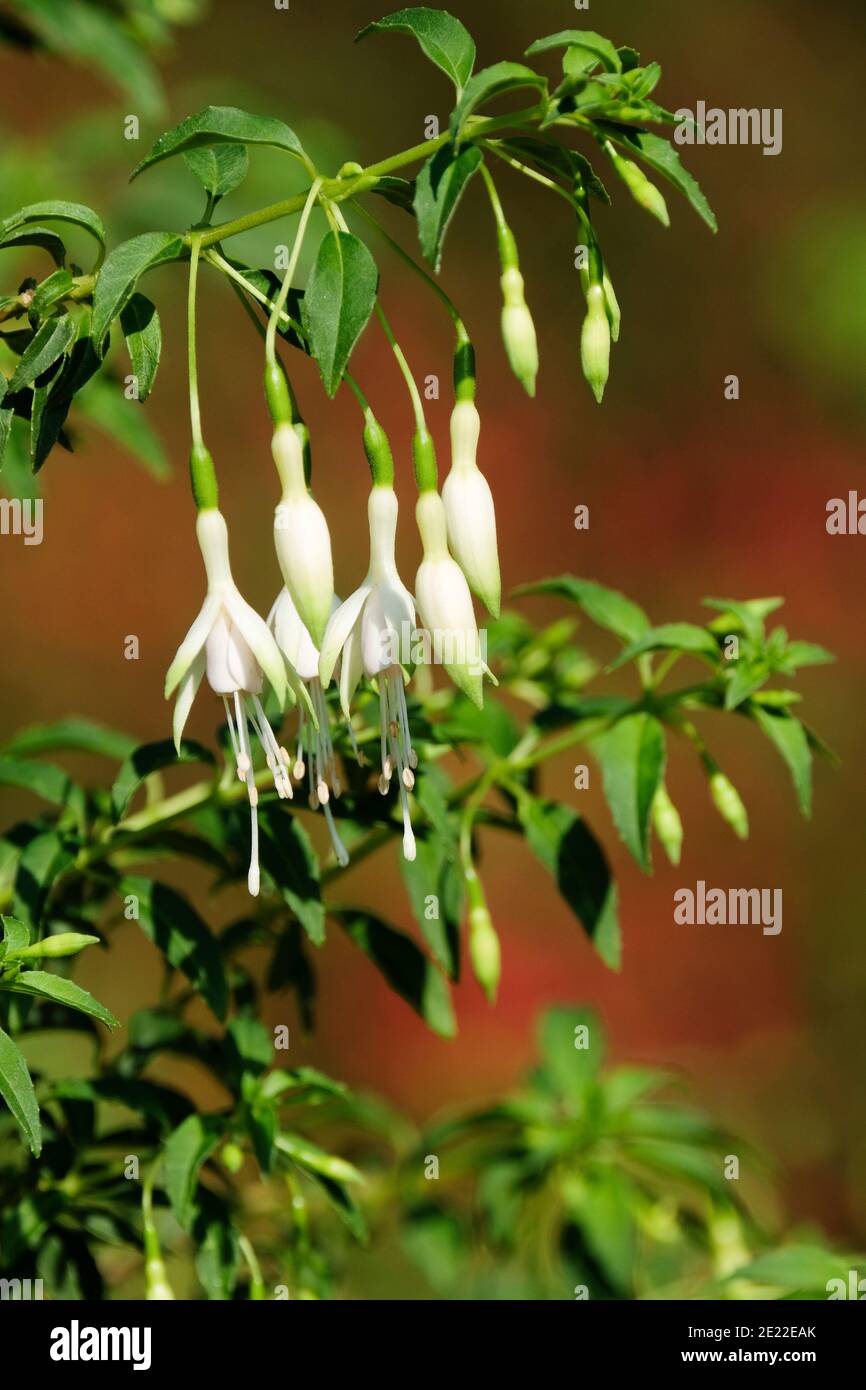 White flowers of hardy Fuchsia 'Hawkshead' Stock Photo