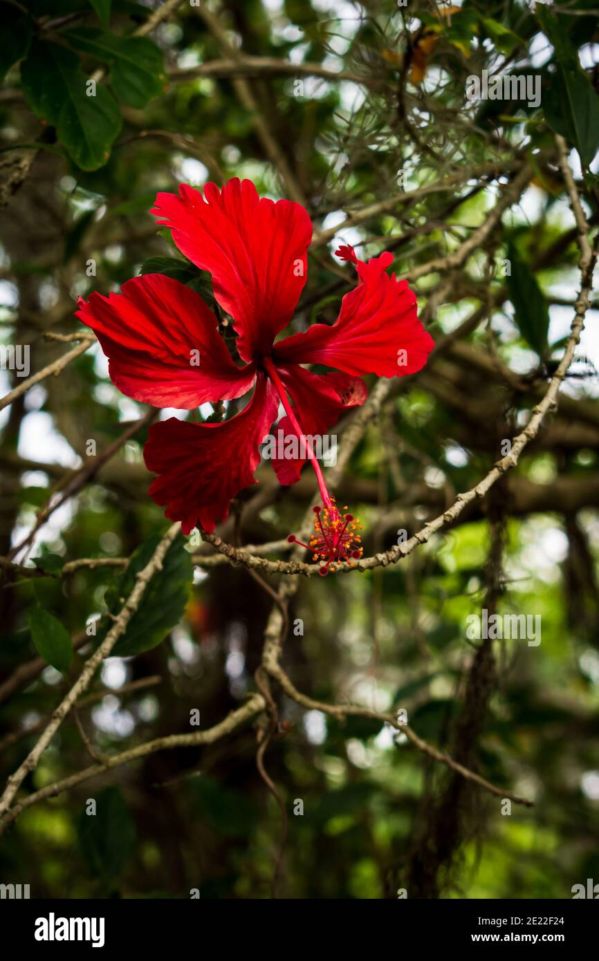 A single red hibiscus flower off the sidewalk on N. Valrico Road during the COVID summer of 2020 Stock Photo