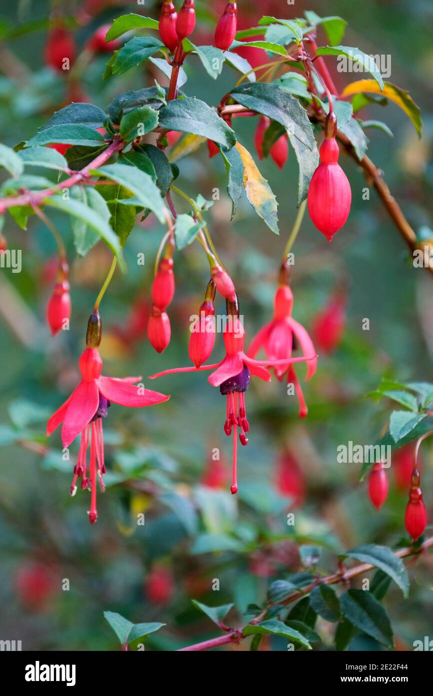 Bright red flowers of Fuchsia 'Riccartonii' Fuchsia magellanica 'Riccartonii'. Stock Photo