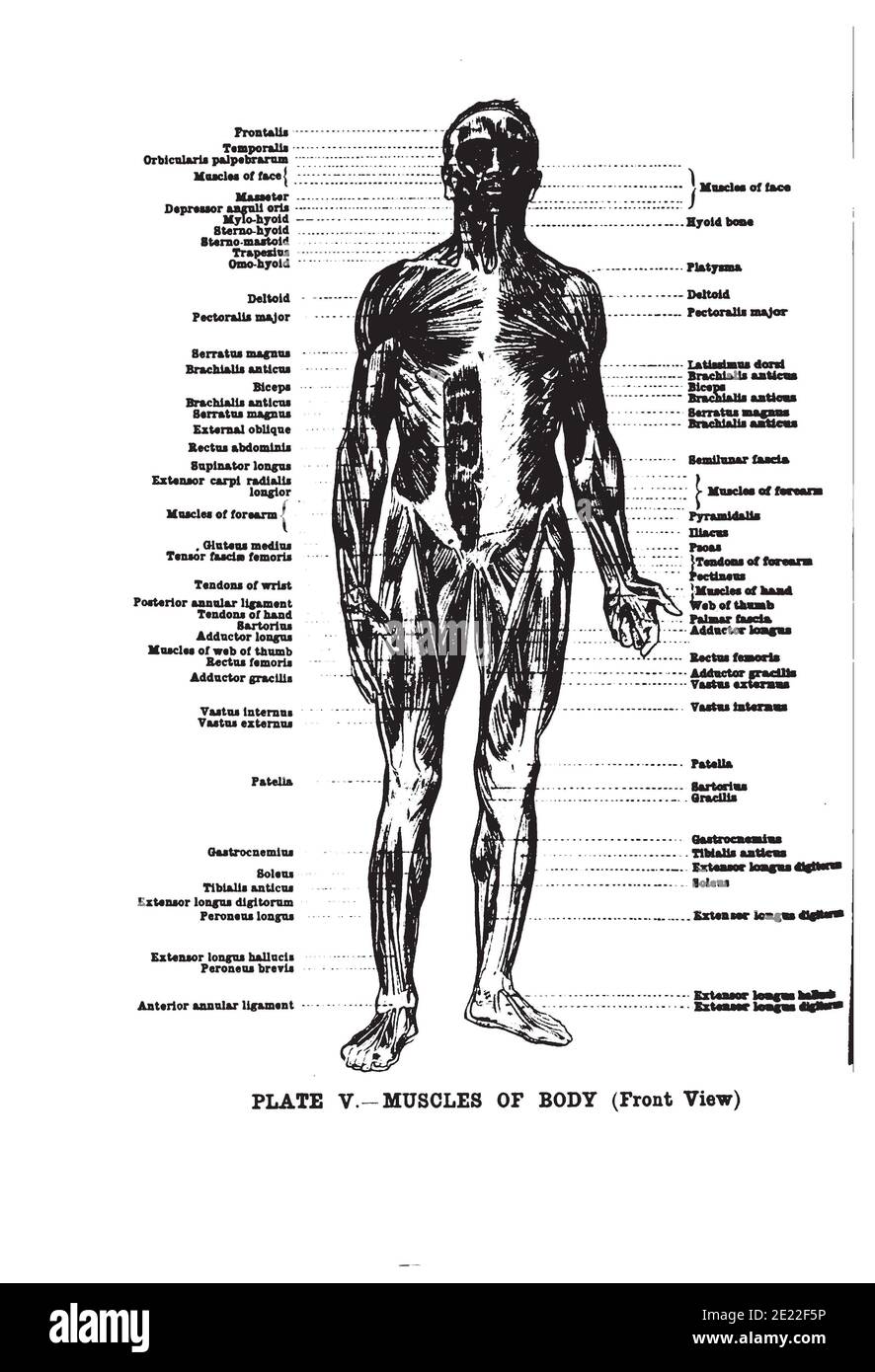 Vertical anatomy drawing and text of the muscles of the body, front ...