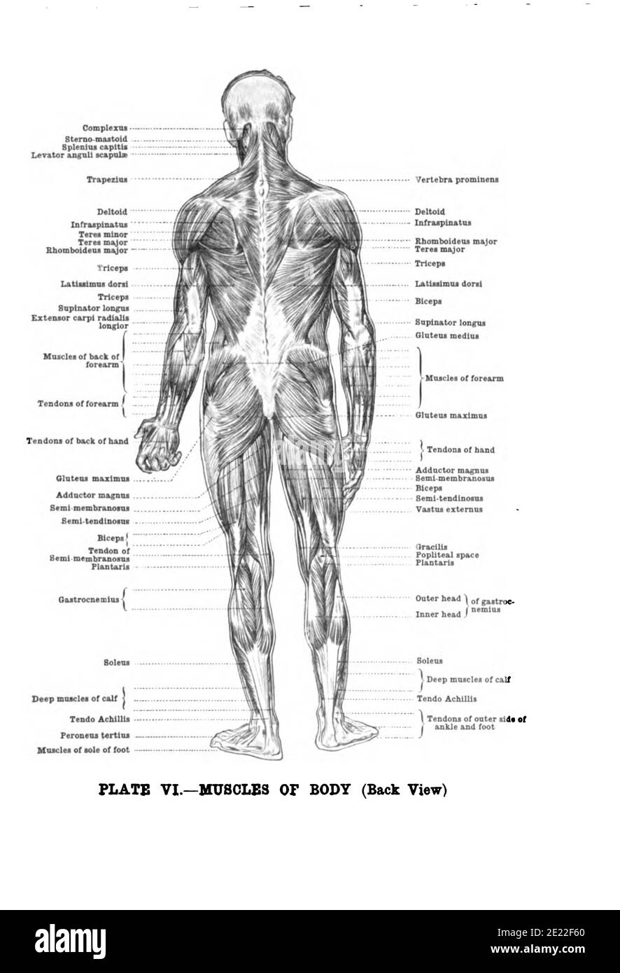 Vertical anatomy drawing and text of the muscles of the body, back view, from the 19th-century Stock Photo