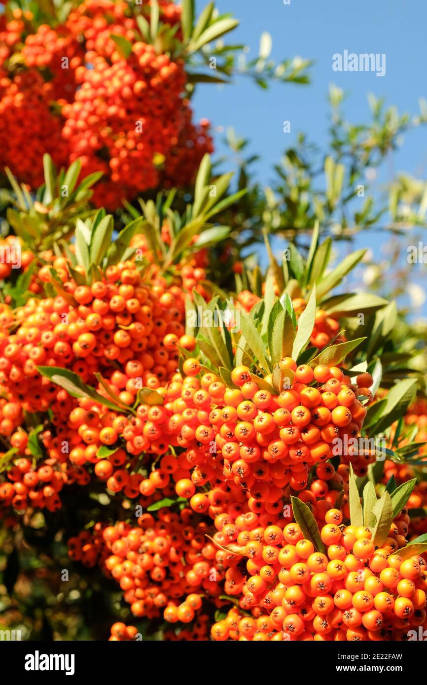 Orange-red berries of Pyracantha 'Fiery Cascade'. Pyracantha coccinea 'Fiery Cascade' in early autumn Stock Photo