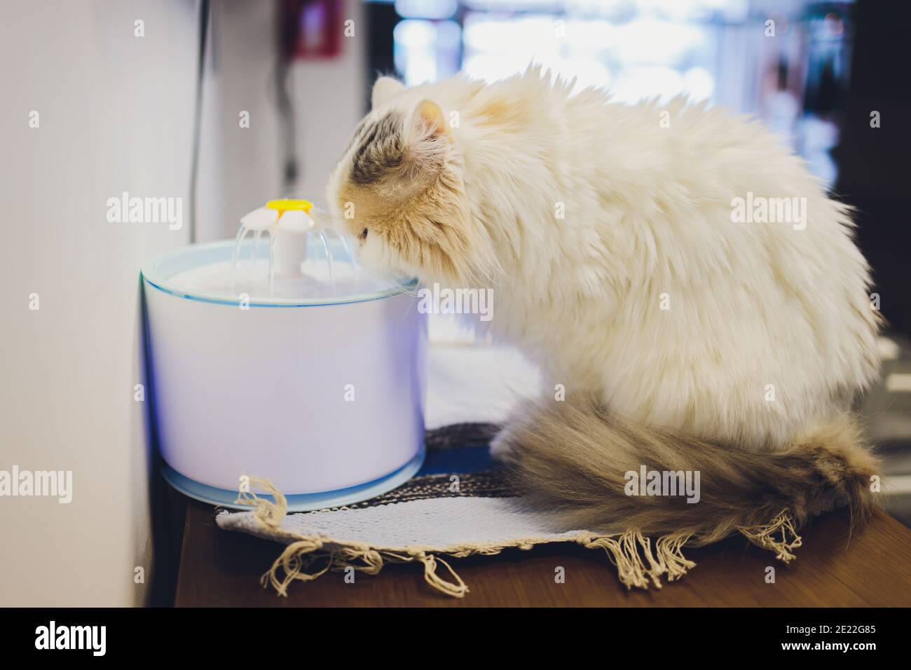 Pet water dispenser with automatic gravity refill Stock Photo Alamy
