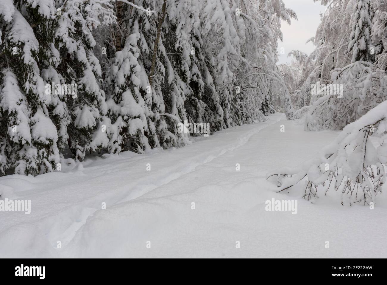 Narrow forest country road hi-res stock photography and images - Alamy
