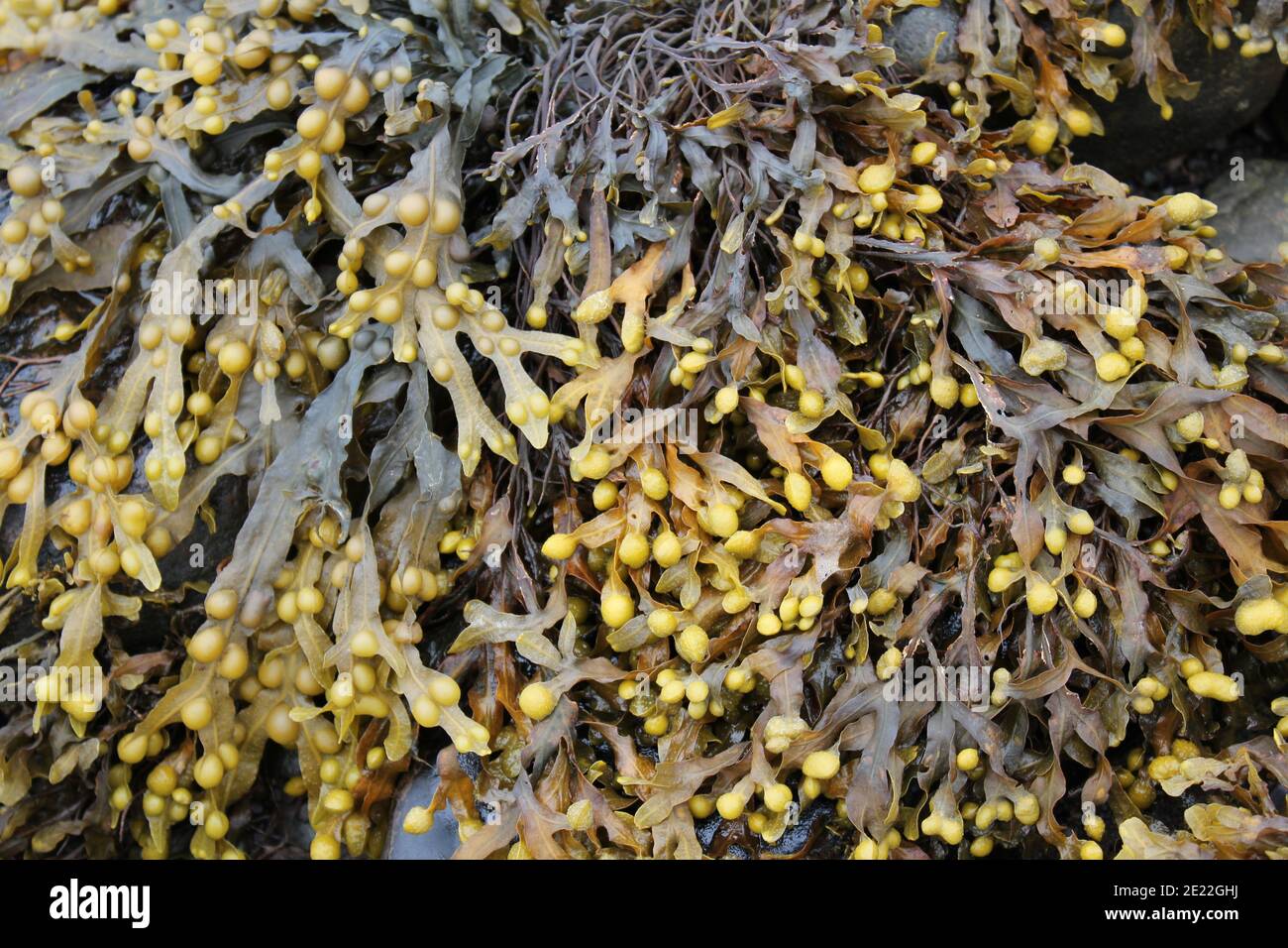 texture of yellow algae Stock Photo Alamy