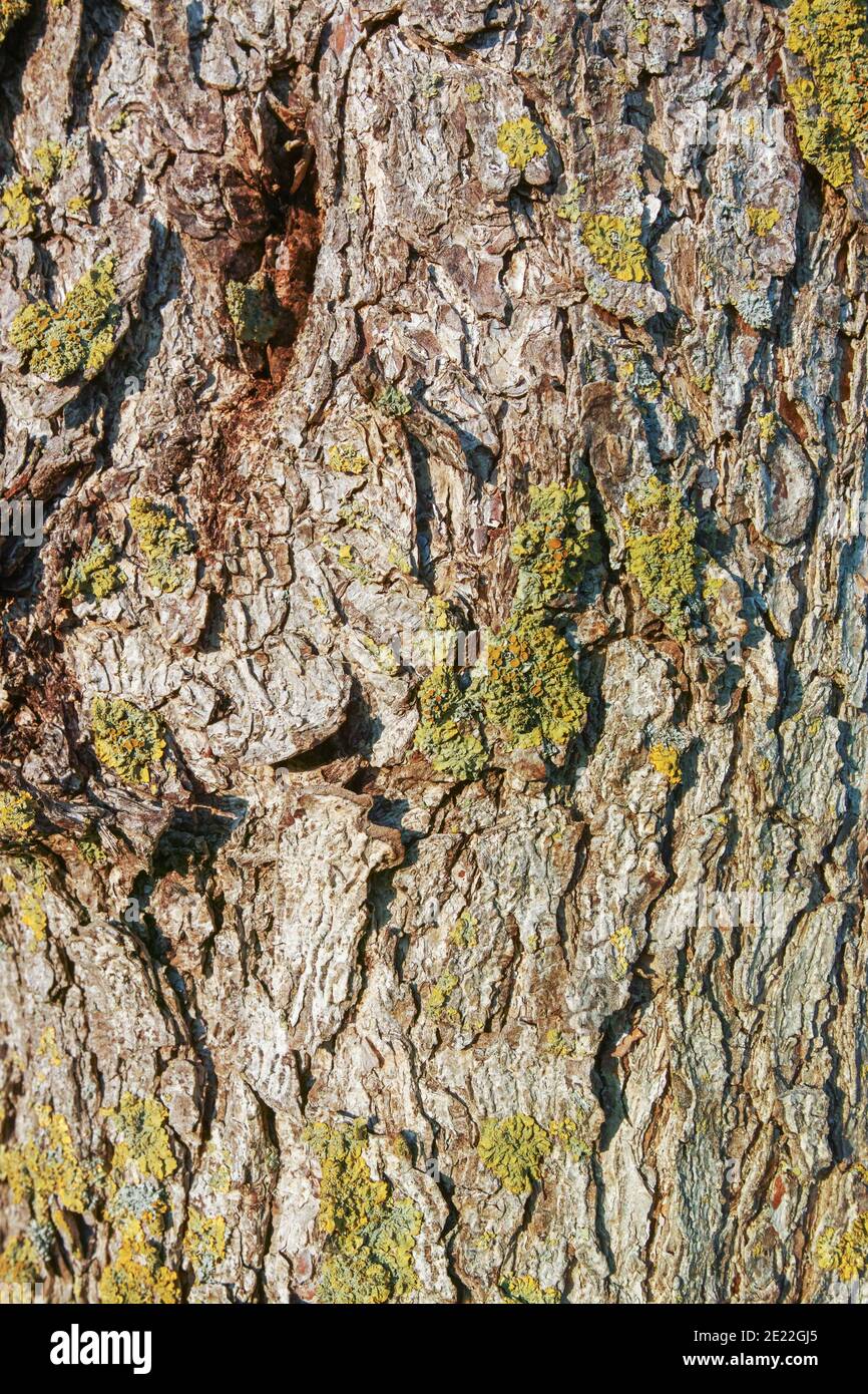 Tree bark from an old tree occupied with moss, closeup view Stock Photo
