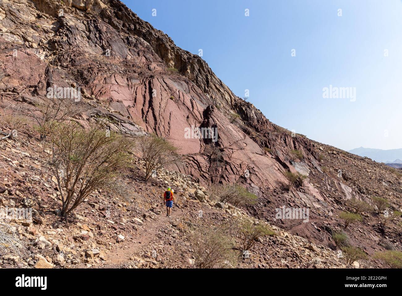 Male tourist hiking on rocky trail in Hatta, Hajar Mountains, United Arab Emirates. Limestone and dolomite rocks with barren acacia trees. Stock Photo