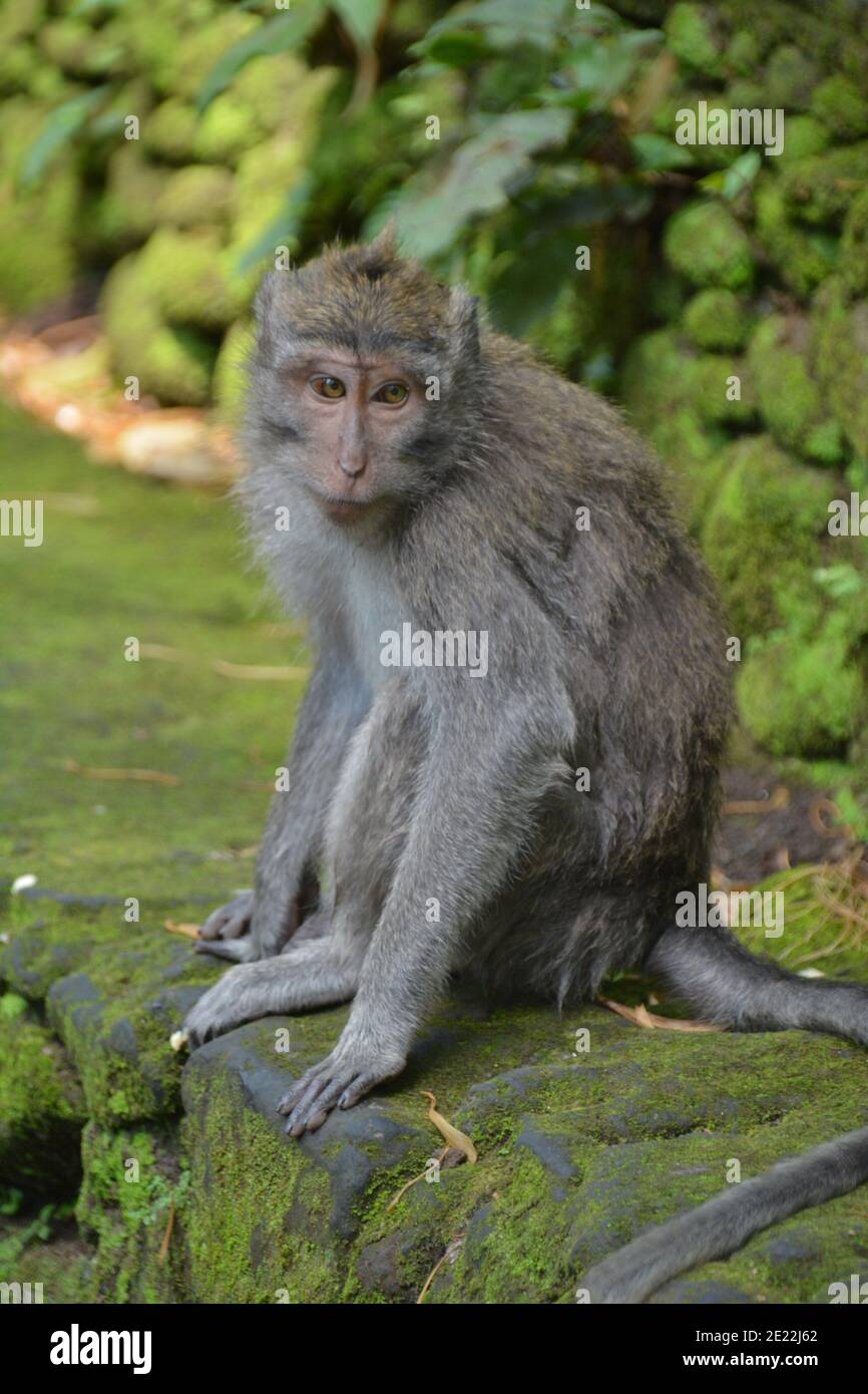 Long-tailed macaque monkeys roam free amongst the balinese Hindu temples of the sacred Ubud Forest in Bali, Indonesia. Stock Photo