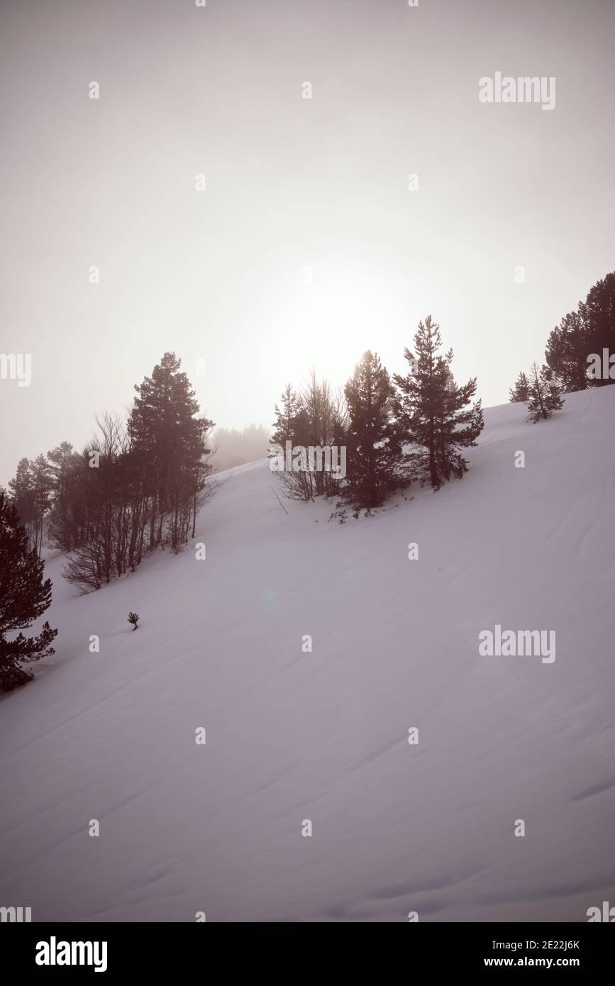 Snowy forest in the Pyrenees, Aspe Valley in France. Stock Photo