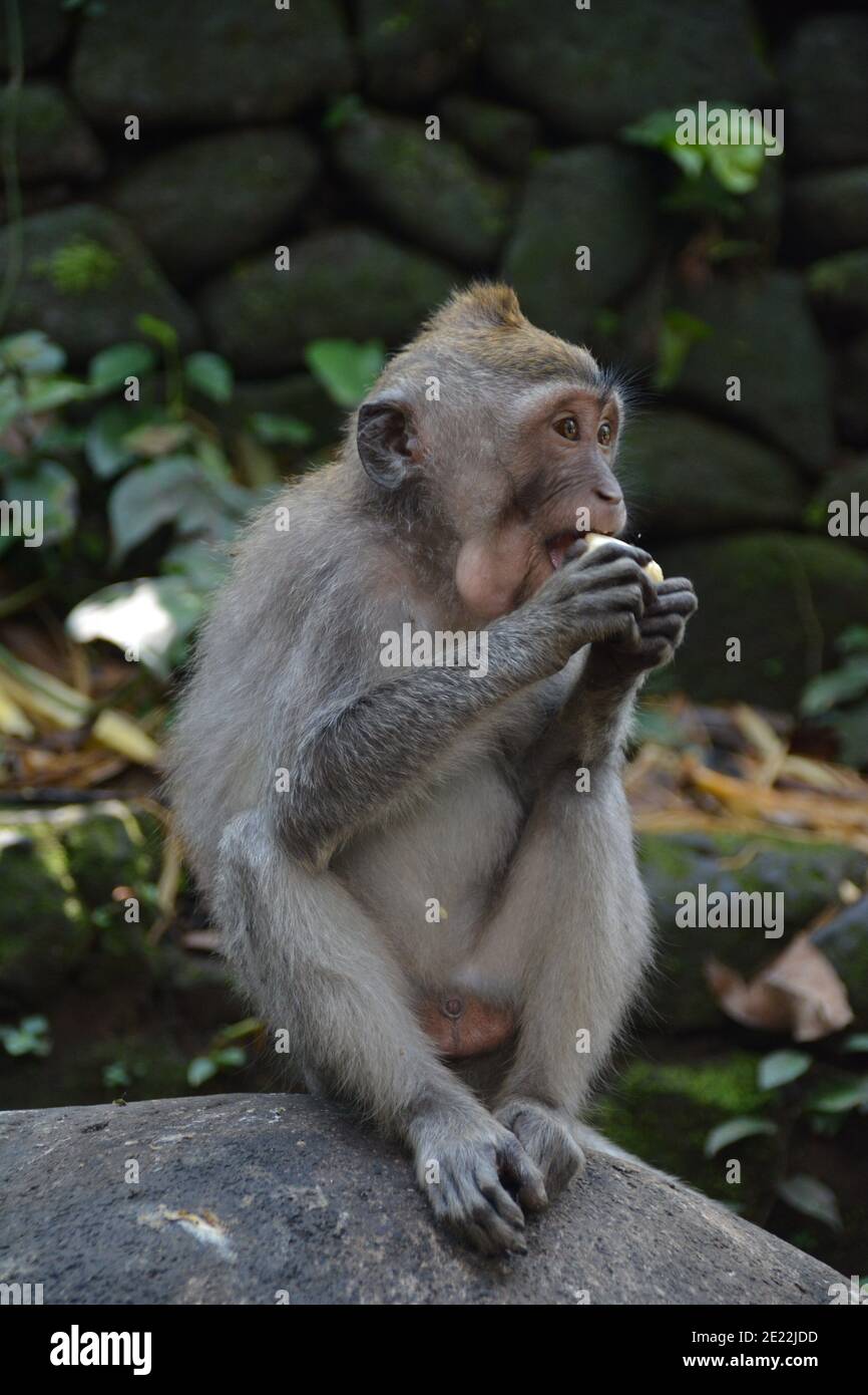A wild macaque monkey in the peeling and eating a small bunch of ripe  bananas in the Sacred Monkey Forest in Ubud Bali Stock Photo - Alamy