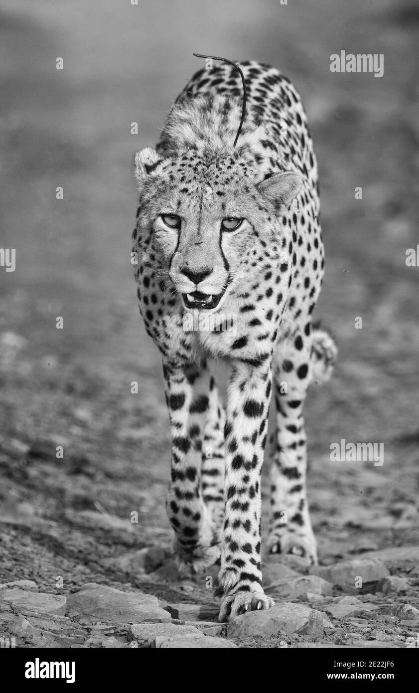 Closeup portrait leopard in Black and White Stock Photos & Images - Alamy