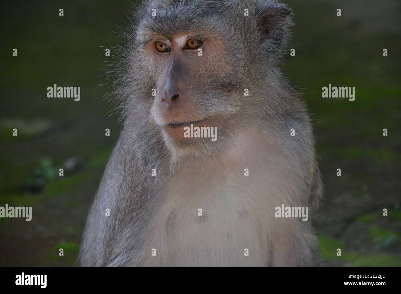 Long-tailed macaque monkeys roam free amongst the balinese Hindu temples of the sacred Ubud Forest in Bali, Indonesia. Stock Photo