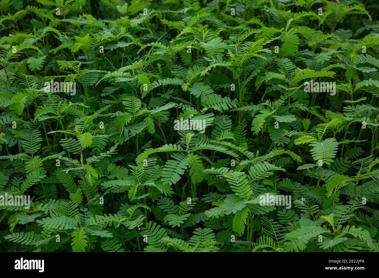 Fern leaf in the field (Dhanichatree), Brahmanbaria, Bangladesh. Stock Photo
