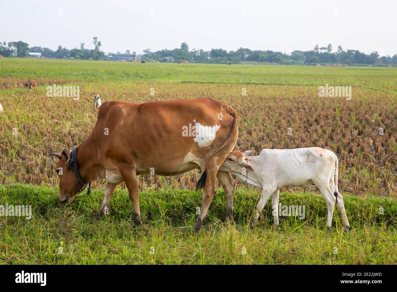 Mother cow feeding calf Stock Photo Alamy